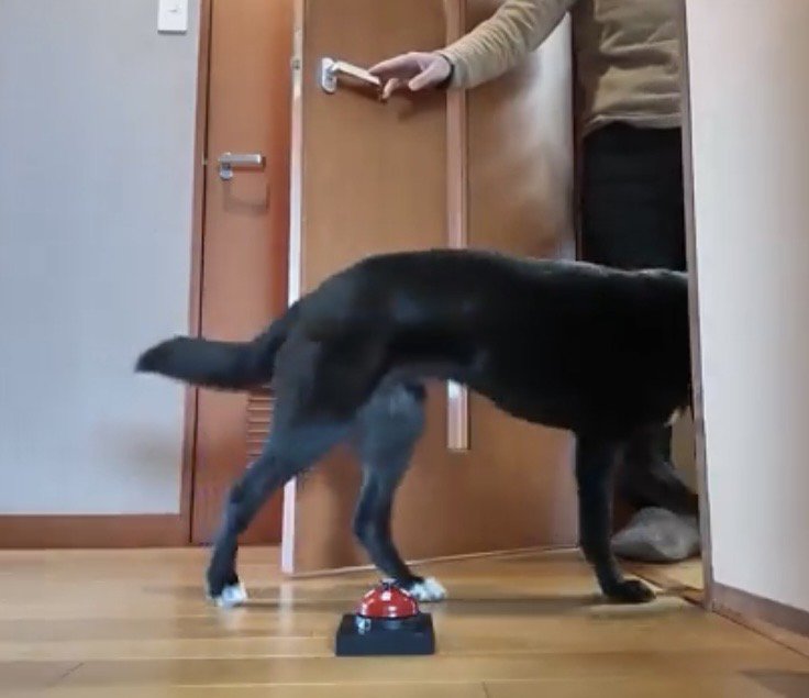 開いたドアから中へ入る犬