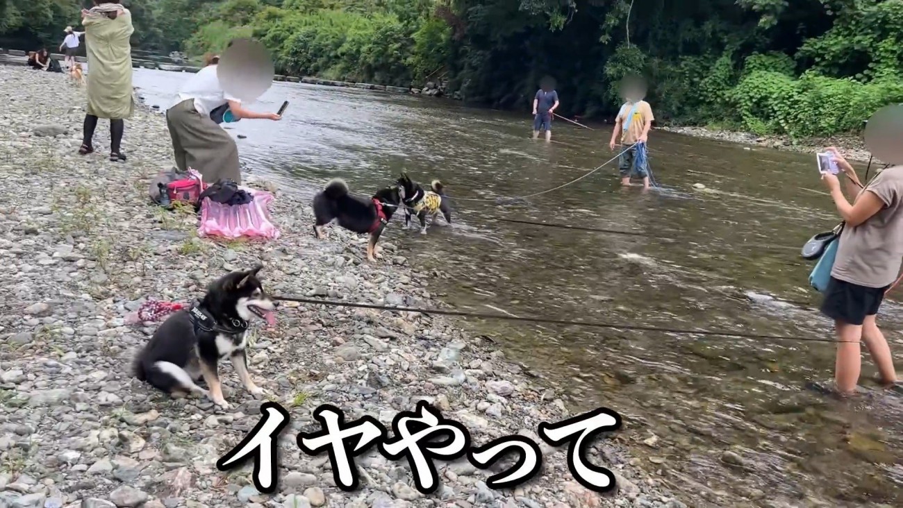川に入ることを拒否！