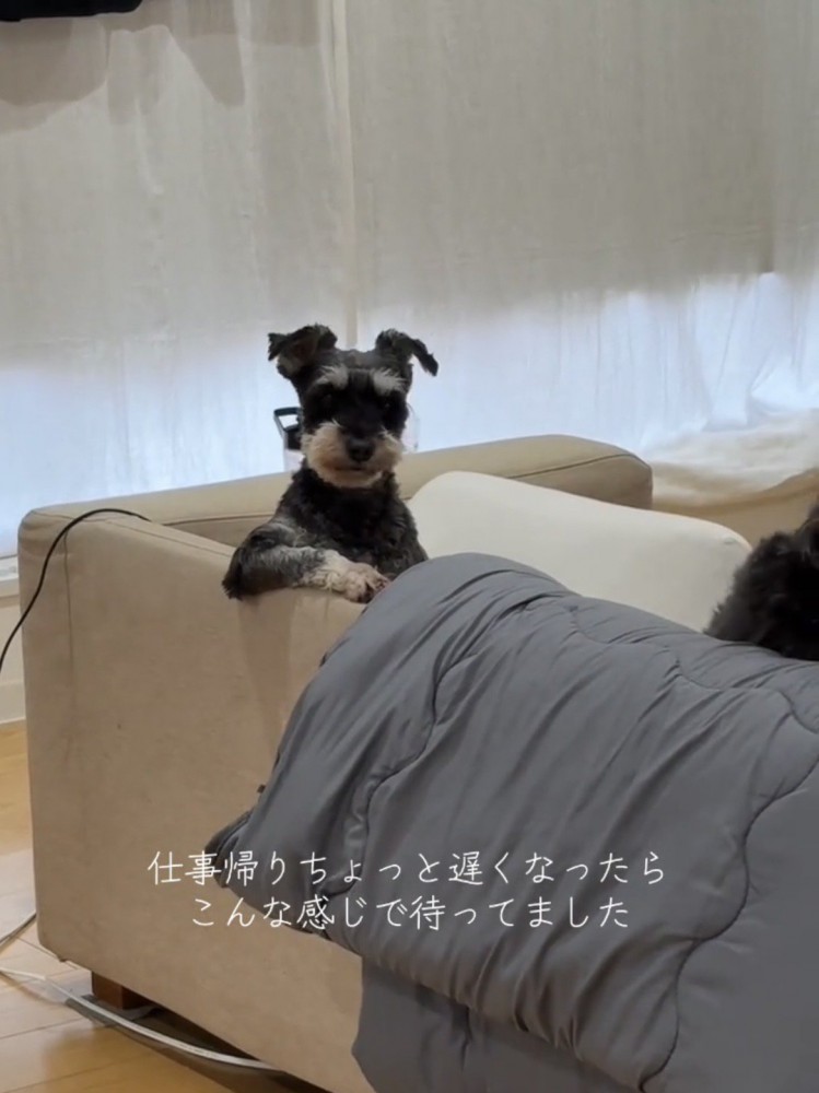 ソファ越しにたたずむ犬