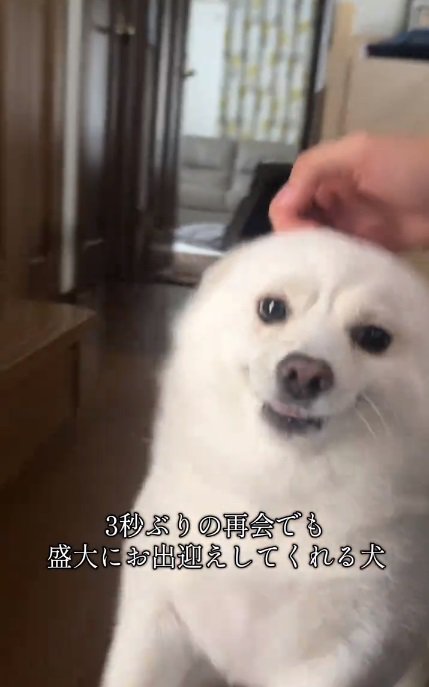 撫でられるべらちゃん