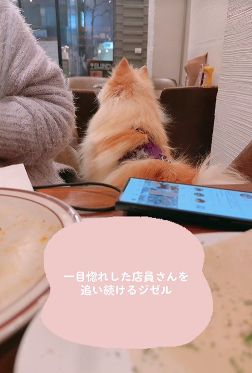 店員さんを見つめるジゼルちゃん