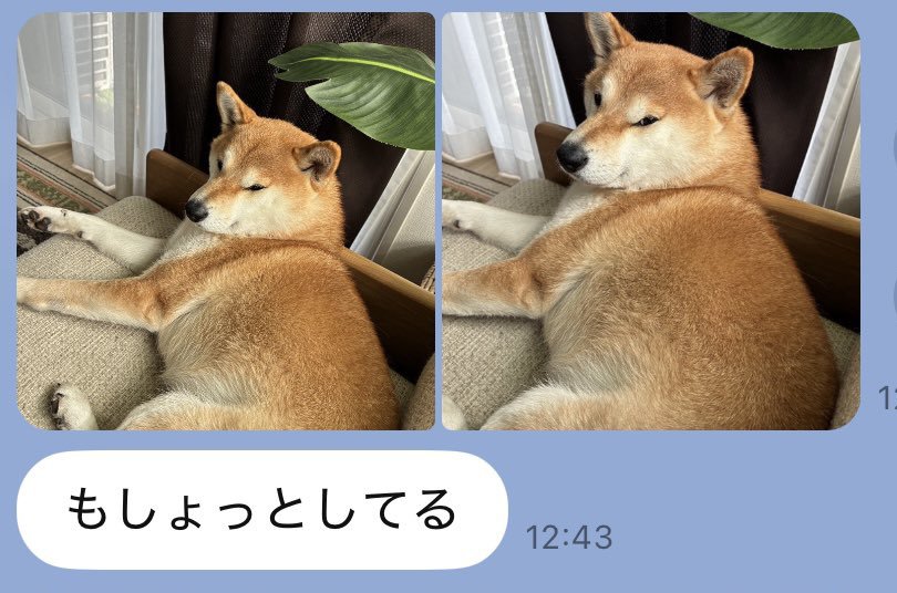 もしょっとしてる