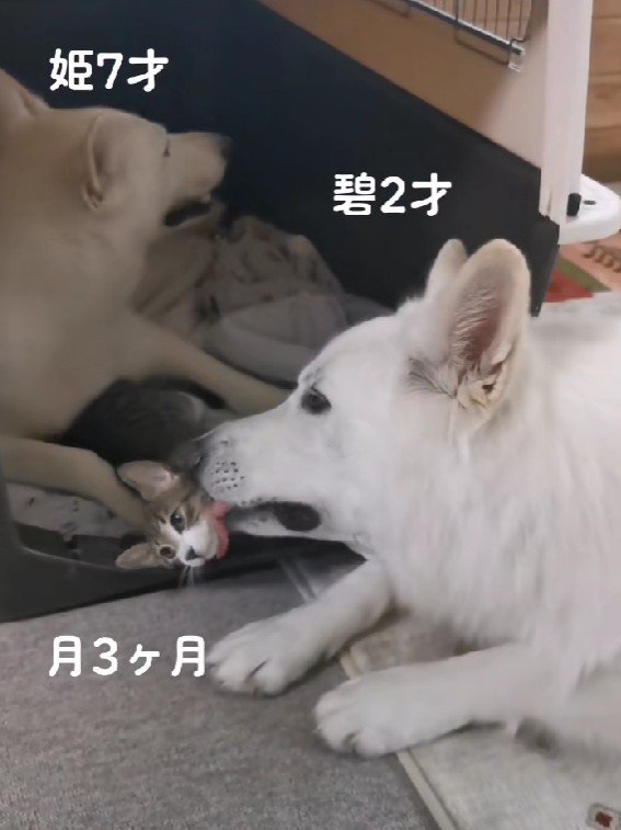 碧ちゃんもツンツン