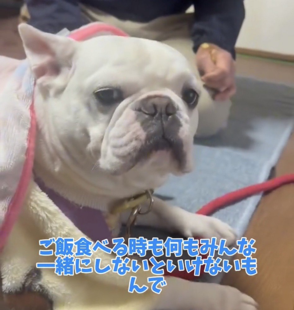 見つめる犬