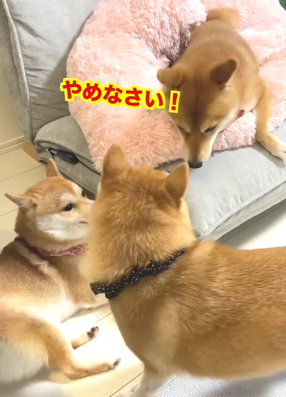 豆じろうくんが一喝するも…