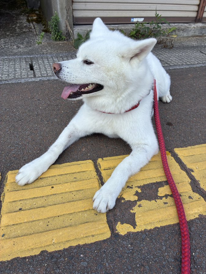 お散歩