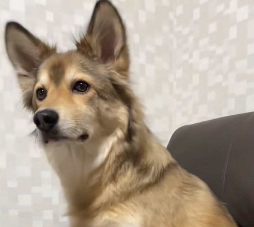 じっと様子をうかがう犬