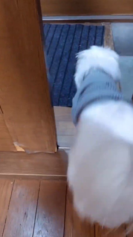 ドアの隙間から玄関へ向かって走っていく犬
