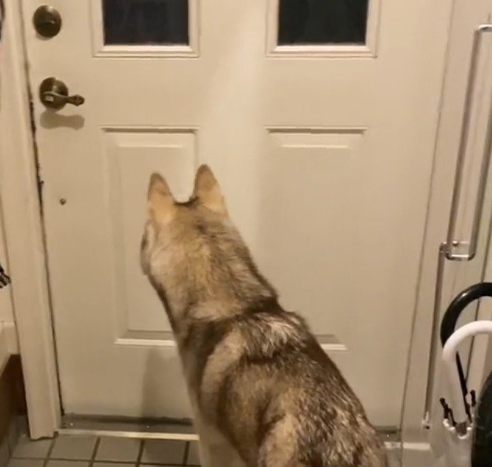 ドアの前でパパの帰りを待つ犬