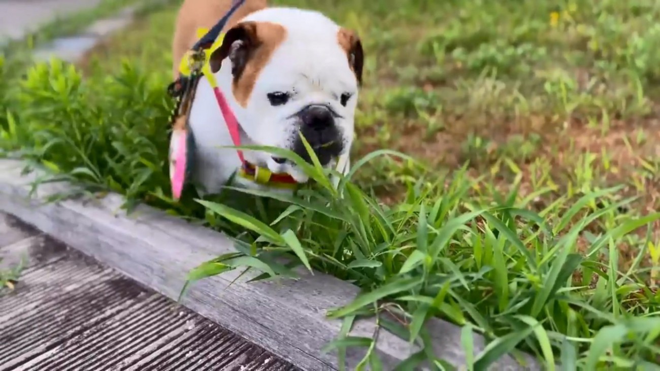散歩するまめちゃん