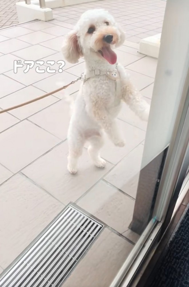 ドアに手をかける犬