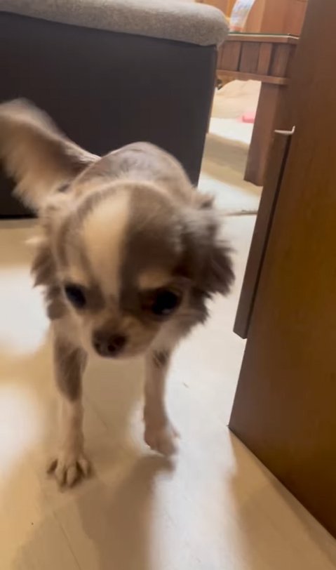 飼い主を出迎える小型犬