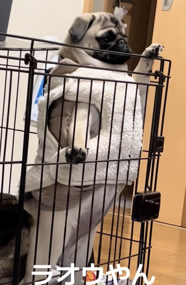 生後6ヶ月でこの風格！