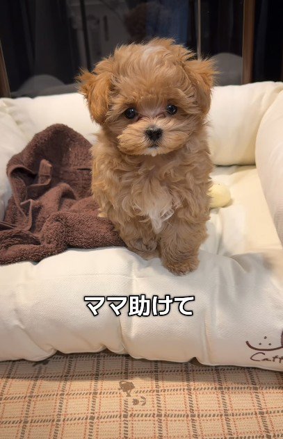 「ママ助けて～」