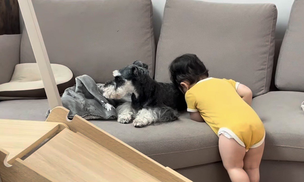 ソファーにいるシュナウザーに顔を埋める赤ちゃん