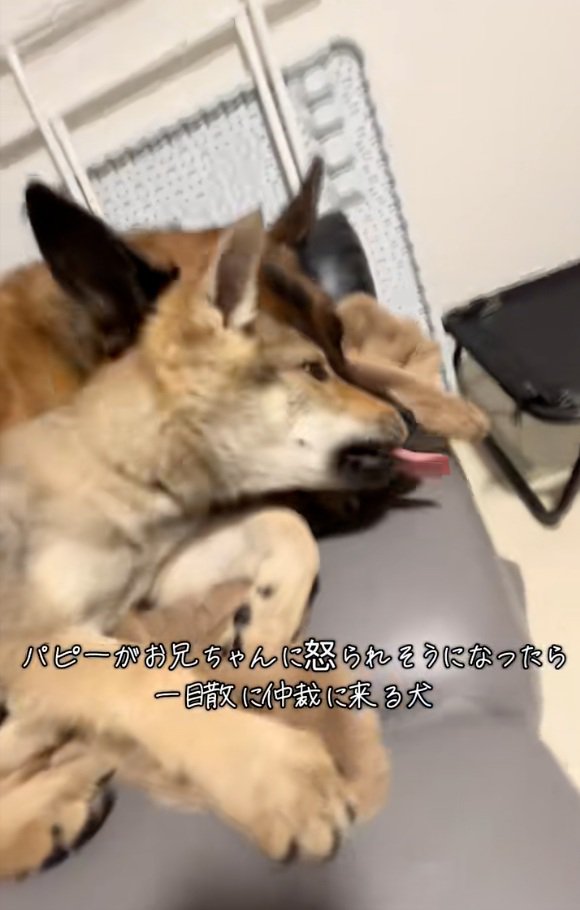 DAZくんにちょっかいをかける子犬