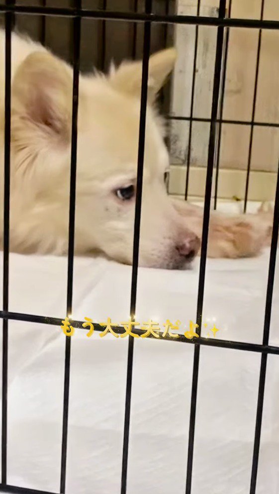 ケージの中で遠くを見つめる犬