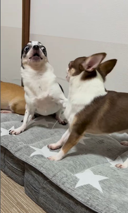 うめちゃんの遊びの誘い方7