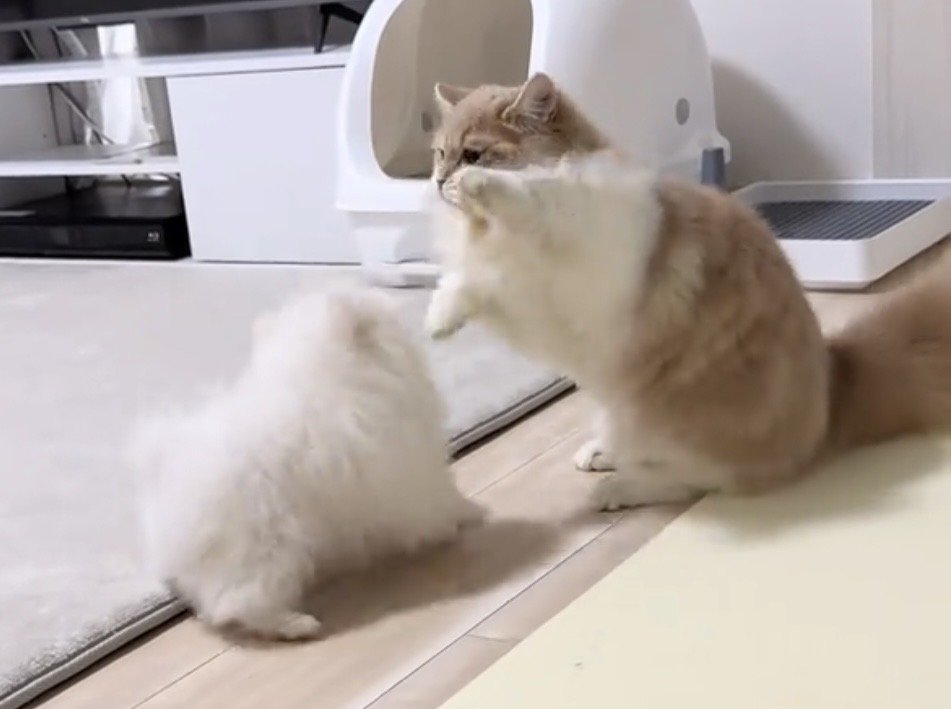 じゃれ合う犬と猫