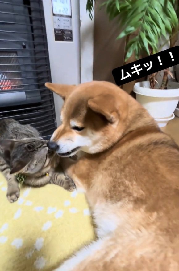 怒るあんずちゃん