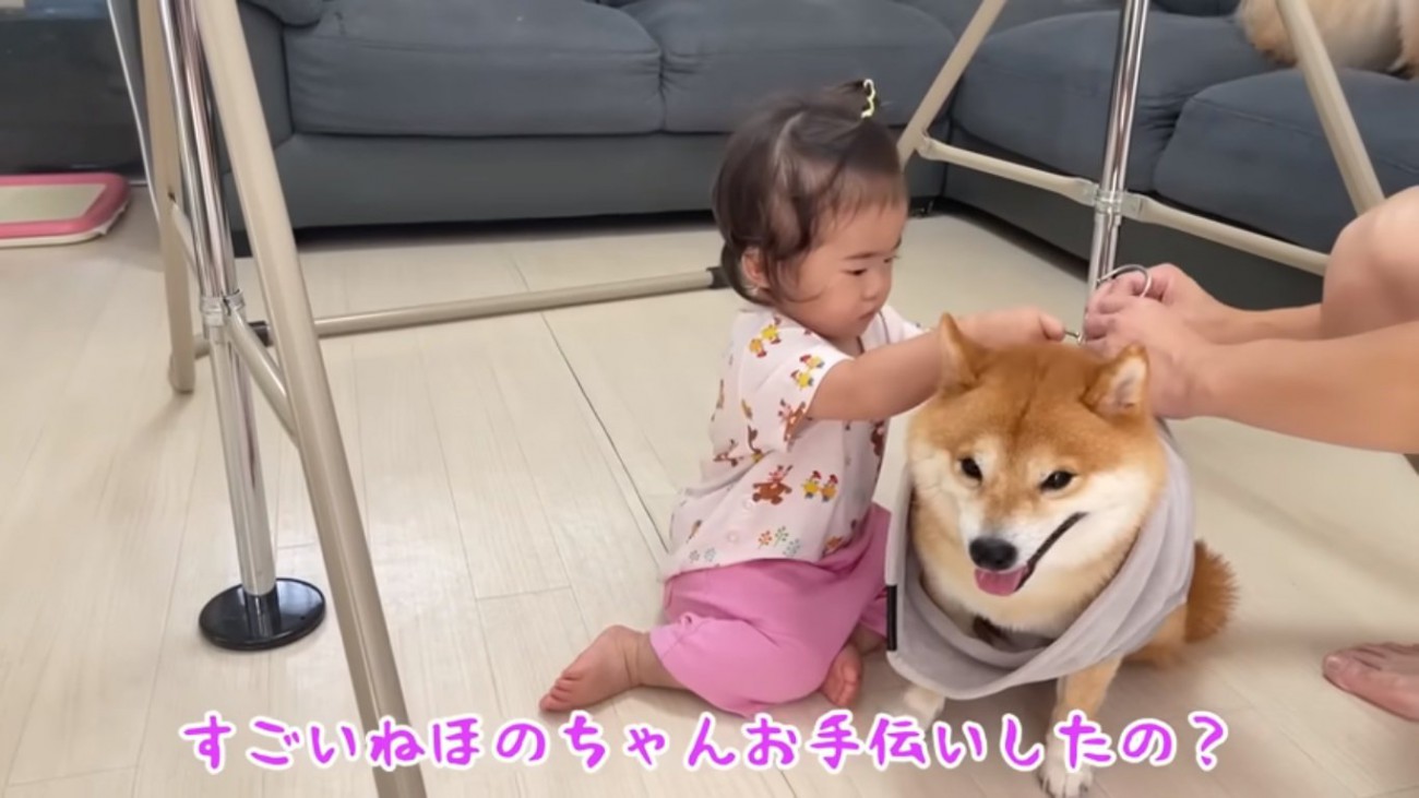 お手伝いするほのちゃん