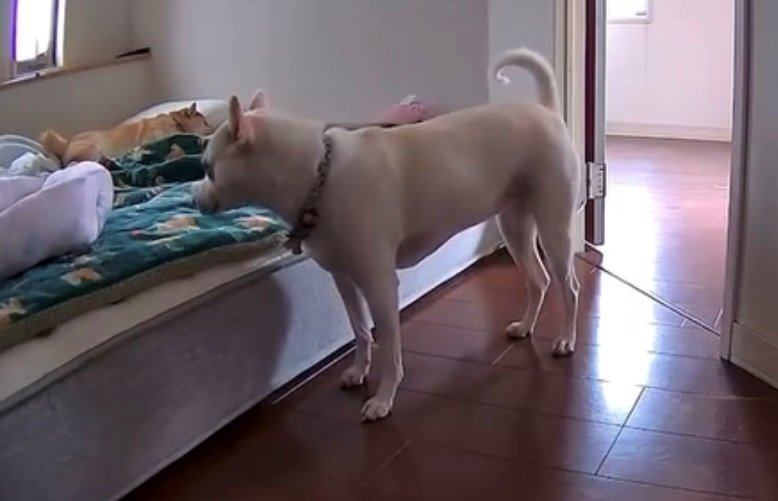 ベッドの前で止まり様子をうかがう犬