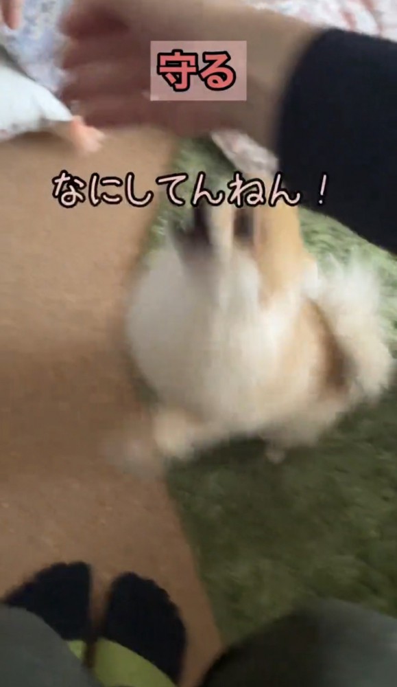 手に向かって飛びつく犬