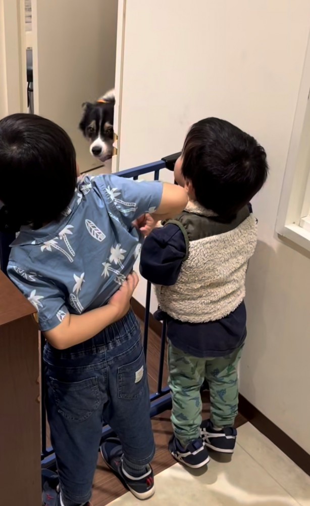 ドアのすき間から顔を出す犬