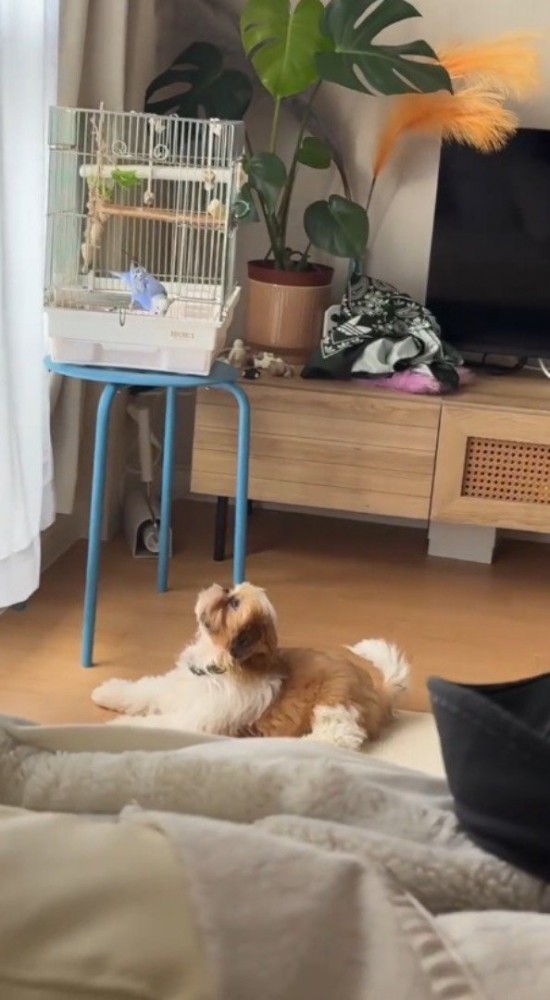 犬を見つめ返すインコ