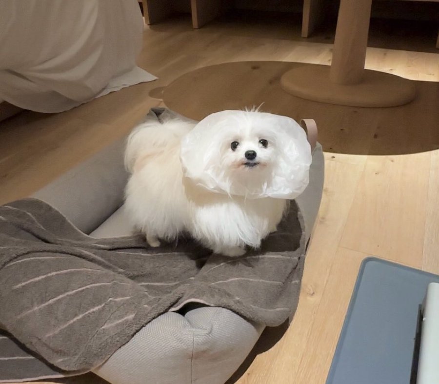 擬態