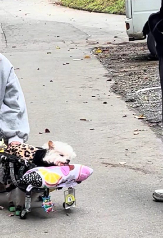 愛犬を看取ったばかりだそう