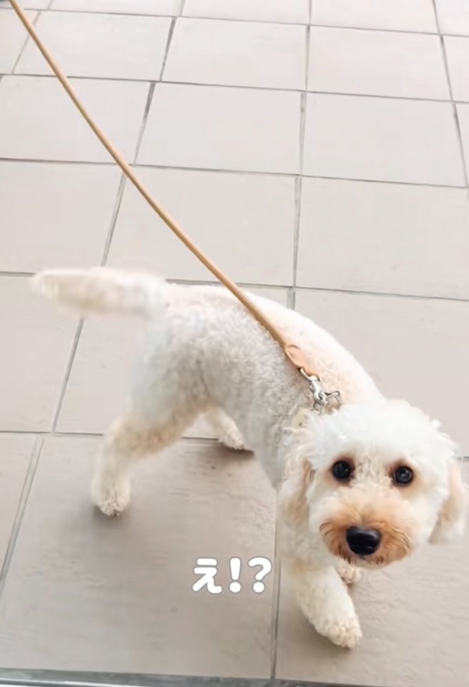 窓を見上げる犬