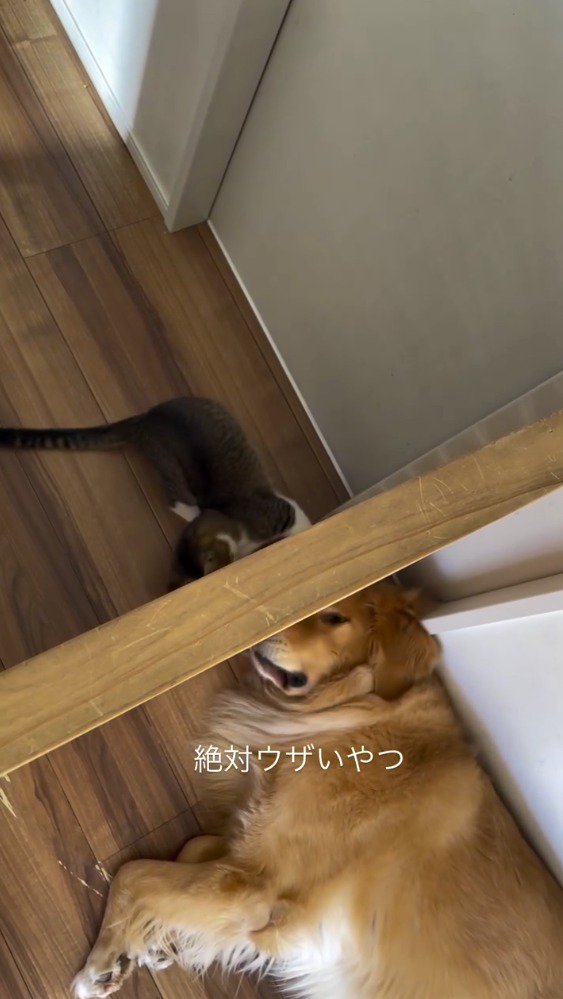 猫の前足が当たって目を覚ます犬
