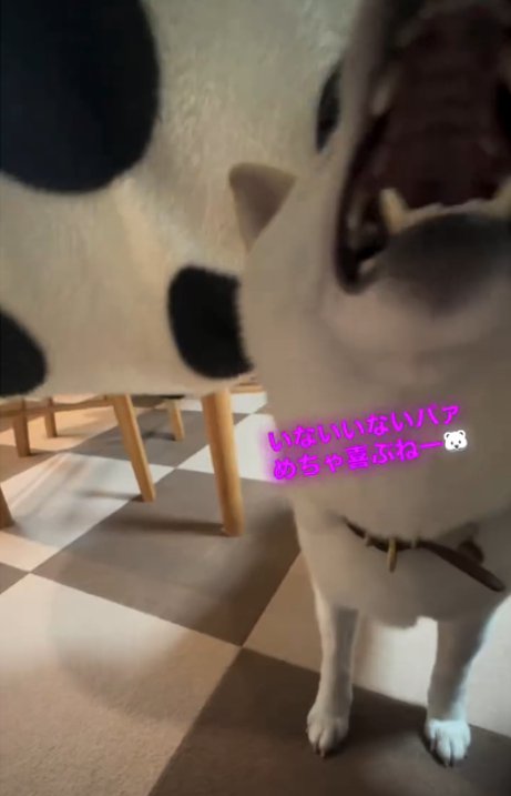 口を大きく開ける犬3