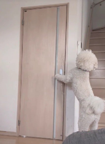 扉も開けられるよ