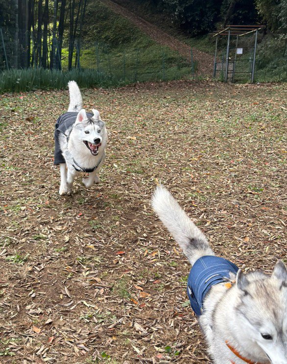 お友達犬と鬼ごっこ♪