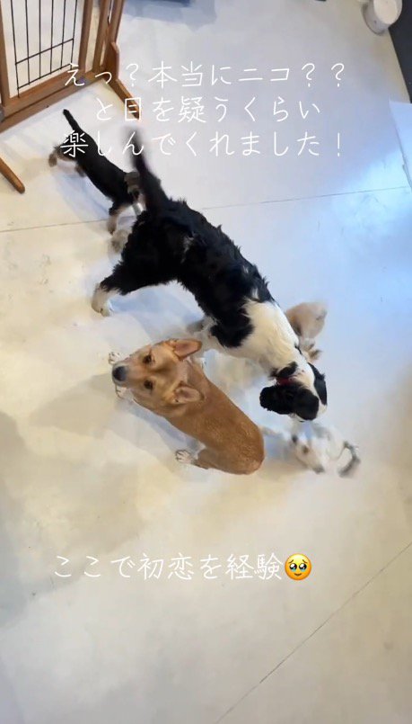 寄り集まって遊ぶ犬たち
