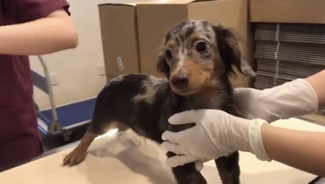 処置を終えて立ち尽くす犬