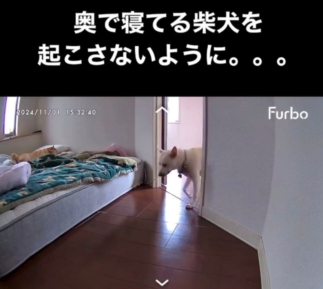 部屋に入ってくる犬