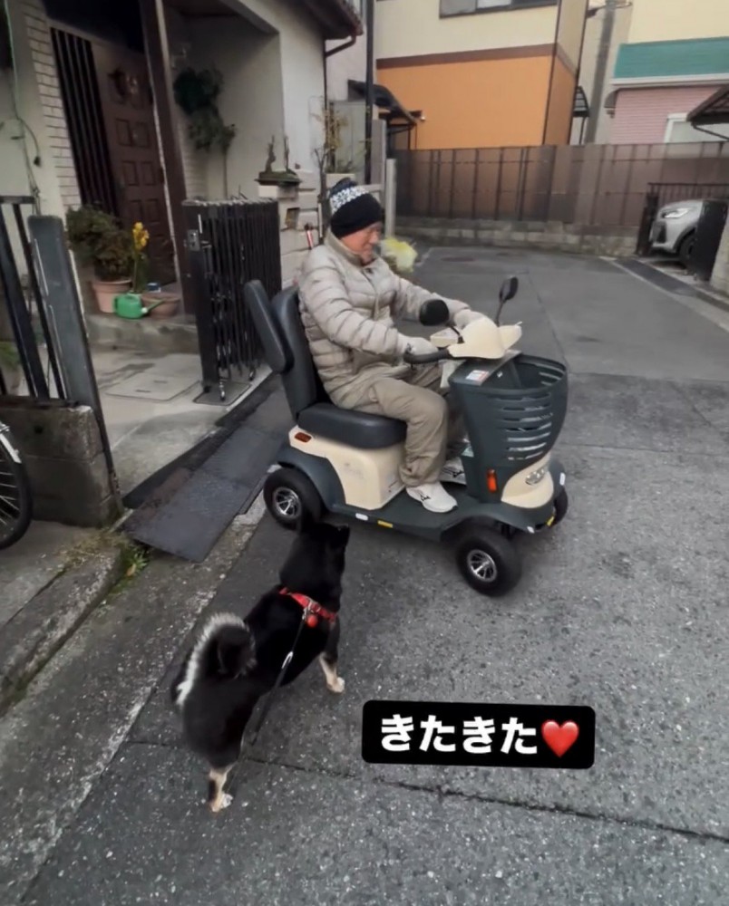 シニアカーに乗った人の前に立つ犬