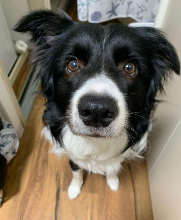 ペットホテルに居候していたワンコ4