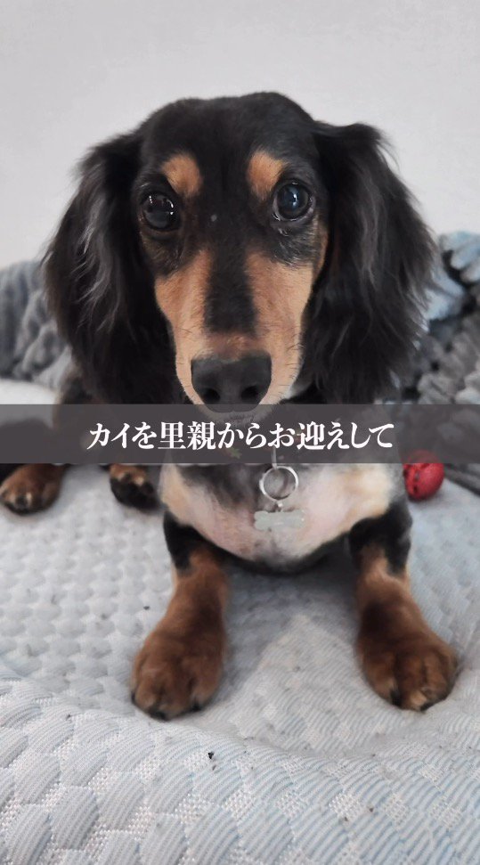 飼い主を見つめる犬