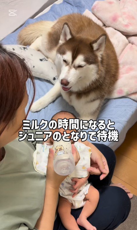 ミルクの順番待ちをするたこやきちゃん