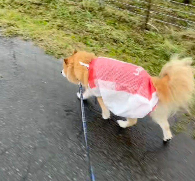 不運にも雨の日が…