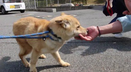 人懐こく明るい性格