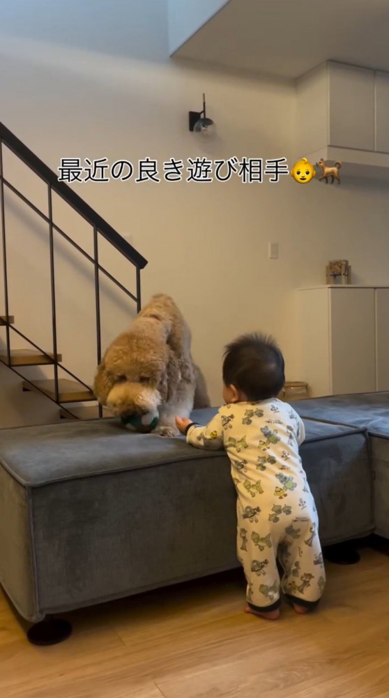 ソファの上に乗っているボールを咥える犬