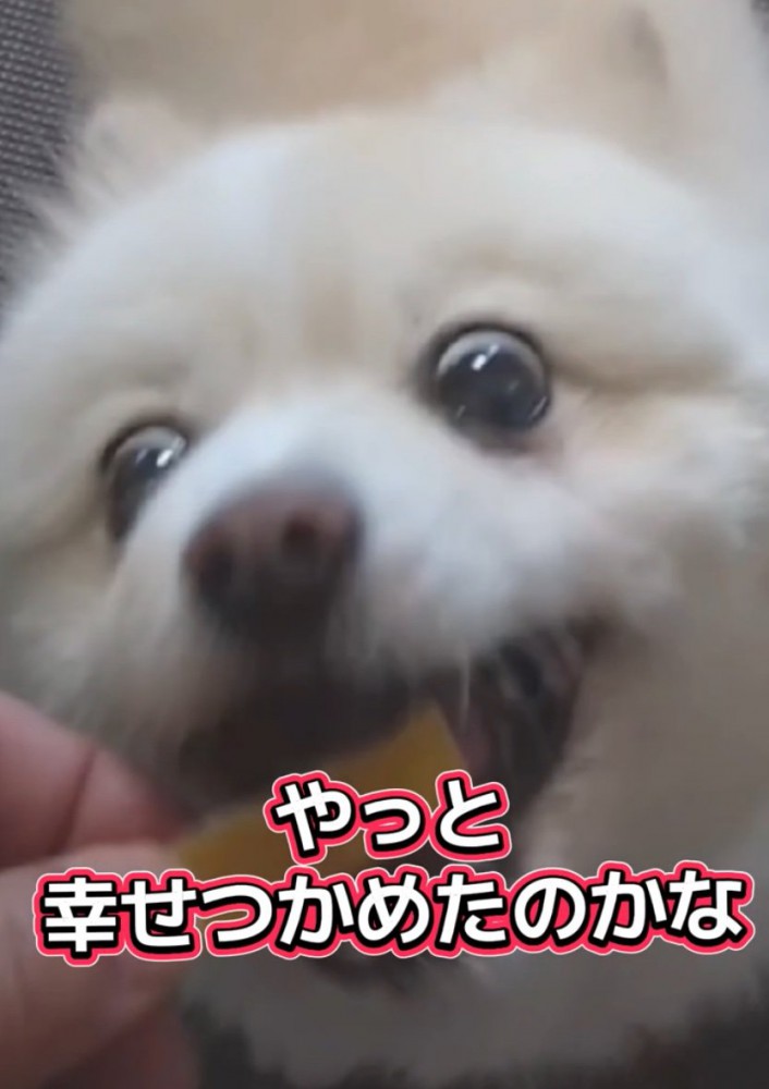 おやつに食いつく犬