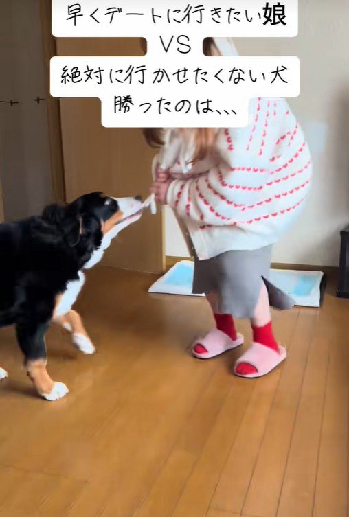 マフラーの引っ張り合い開始