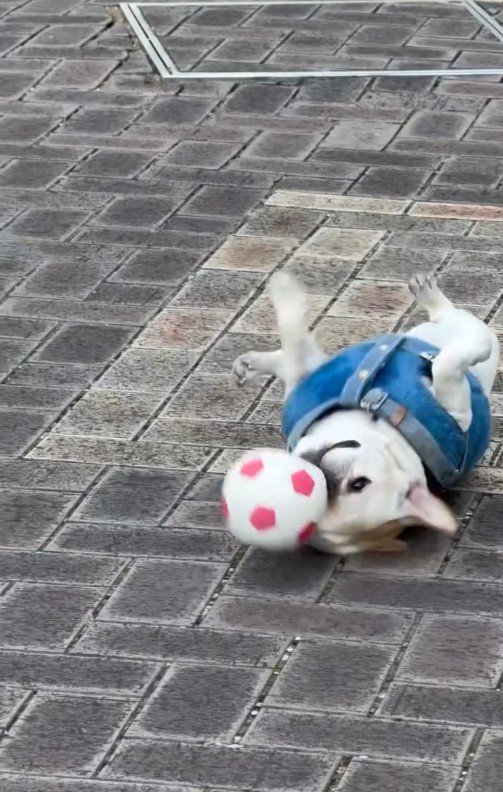 やっぱり転がり始めました♪