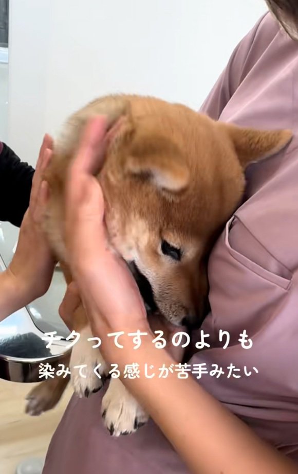 なだめられるつくねちゃん